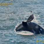 En voici une, mais très recadrée, d'où le manque de détails...