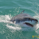 Par contre, mon gendre à plonger dans une cage pour voir les fameux grands requins blancs. Voici une de ses photos avant l'immersion. Wowww, ça fait peur !