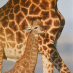 Dans ce même safari.