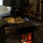 La chauffe des cerneaux.