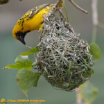 Une autre année, pendant le congrès FIAP, en 2018. Tisserin bâtissant son nid. No1