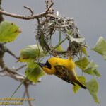 Tisserin bâtissant son nid. No2