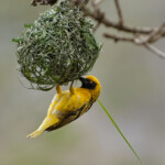 Tisserin bâtissant son nid. No3