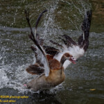 Arrivée d'une oie d'Egypte sur un lac, au jardin botanique de Durban.