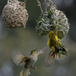 Tisserins bâtissant leur nid. No4