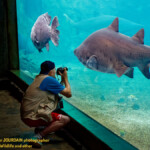Mon ami photographe Bulgare, chairman de Plovdiv, en train de photographier des requins au grand aquarium Marineland de Durban.