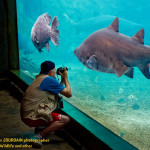 Mon ami photographe Bulgare, chairman de Plovdiv, en train de photographier des requins au grand aquarium Marineland de Durban.