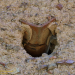 Le sentier du pisé, photo No32 : dans le village de Ricou.