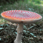 Amanita muscaria ou amanite tue-mouches No1. Dangereuse !
