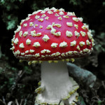 Amanita muscaria ou amanite tue-mouches No2. Dangereuse !