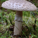 Amanita pantherina ou amanite panthère. ATTENTION : Très dangereuse !