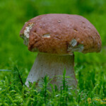 Boletus edulis ou cèpe de Bordeaux. Excellent !