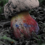 Boletus erythropus ou bolet à pied rouge juvénile No1