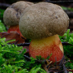 Boletus erythropus ou bolet à pied rouge juvénile No2