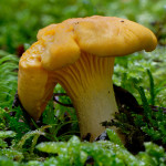 Cantharellus cibarius ou girolle. Notre champignon préféré ! No1