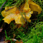 Cantharellus cibarius ou girolle. Notre champignon préféré ! No2