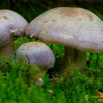 Cortinarius violaceus ou Cortinaire violet. Dangereux !