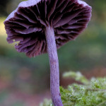 Laccaria amethystina ou mousseron des bois. Excellent !