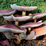 Mycena rosea ou mycène rose. ATTENTION : Toxique !