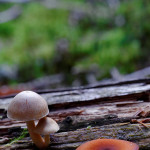Petit champignon de souche dont je ne connais pas le nom. Si une personne connait je suis preneur No1