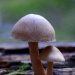 Petit champignon de souche dont je ne connais pas le nom. Si une personne connait je suis preneur No2