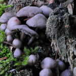 Petit champignon de souche dont je ne connais pas le nom. Si une personne connait je suis preneur No3