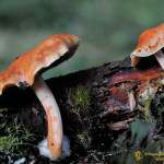 Petit champignon de souche dont je ne connais pas le nom. Si une personne connait je suis preneur No4