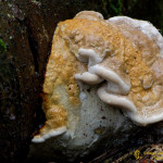 Champignon de souche d'arbre : Polyporus sulfureus