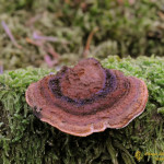 Champignon de souche : daedaleopsis confragosa ou tramène rougissante