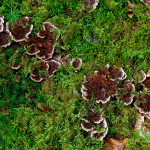 Champignons dont je ne connais pas le nom. Si une personne connait je suis preneur. No1