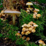 Champignons dont je ne connais pas le nom. Si une personne connait je suis preneur. No2