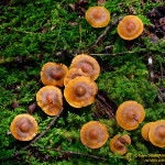 Champignons dont je ne connais pas le nom. Si une personne connait je suis preneur. No3