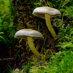 Champignons dont je ne connais pas le nom. Si une personne connait je suis preneur. No4
