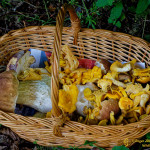 Fin. Voici un panier enchanté d'une petite récolte. Nous les ramassons uniquement pour notre consommation personnelle, pas pour la vente. Nous respectons la nature !!!